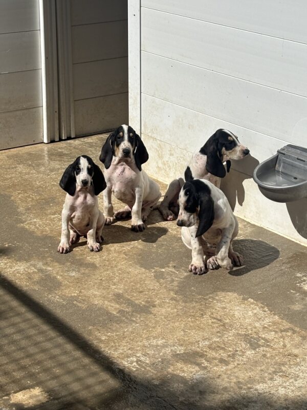 Chiots Gascons Saintongeois