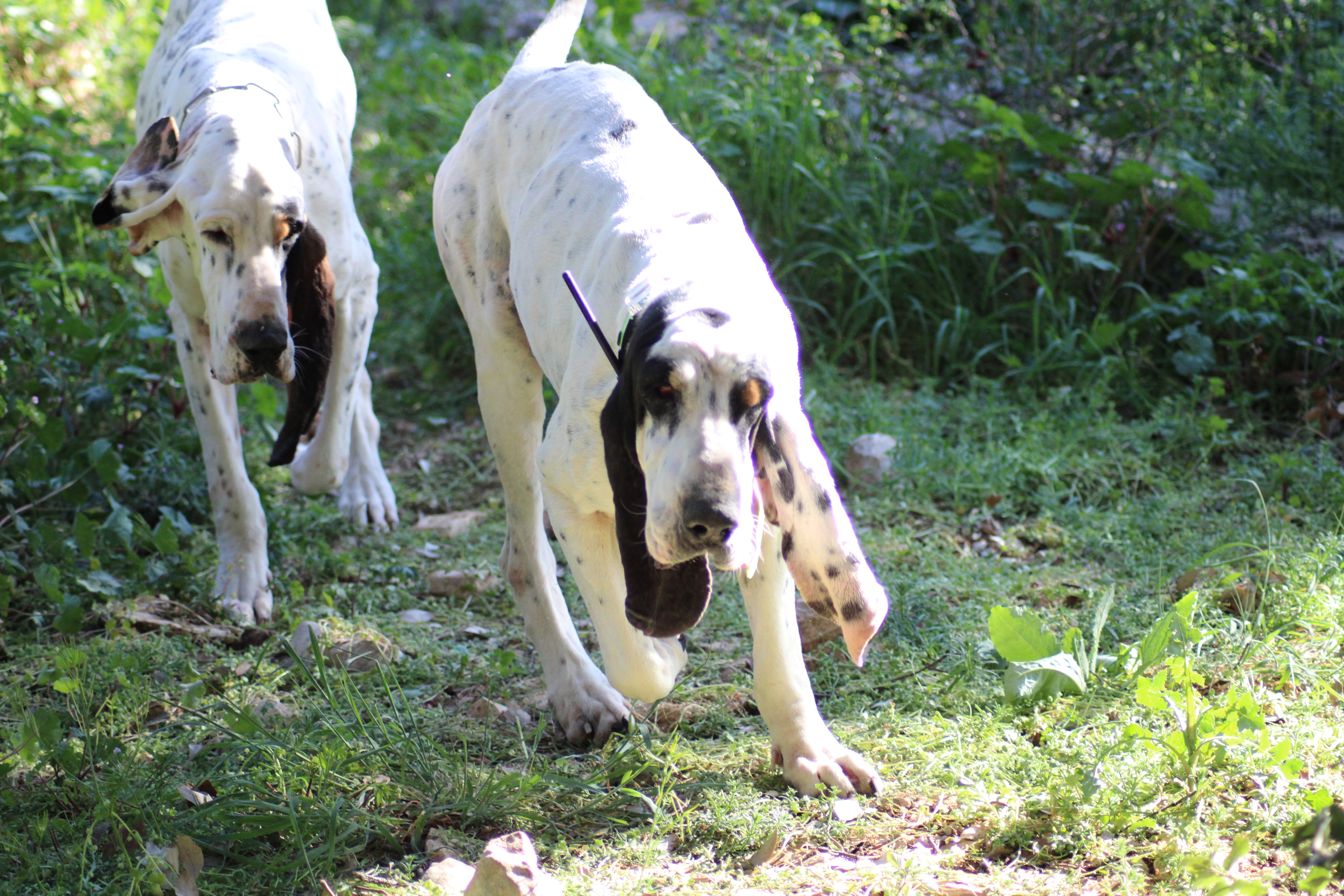 Chiens de chasse Gascons Saintongeois