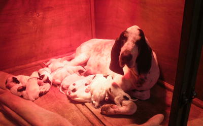 Chiot Gascon Saintongeois